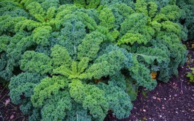 Les effets du chou kale pour la peau