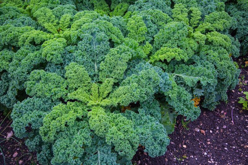 Les avantages du chou Kale pour la santé de la peau