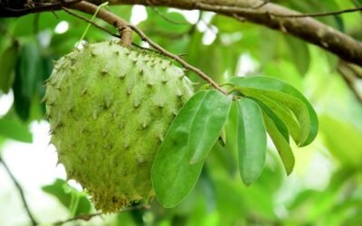 Les bienfaits du corossol pour la peau ?