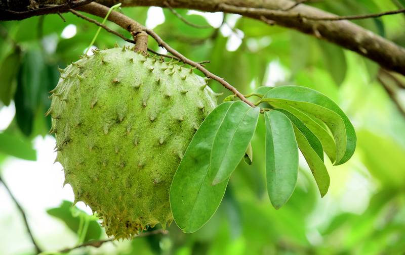 Les bienfaits du corossol pour la peau ?