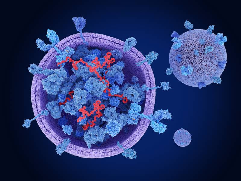 Aspect d’un exosome au microscope